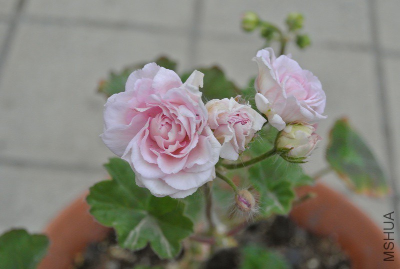 DSC_2401.JPG