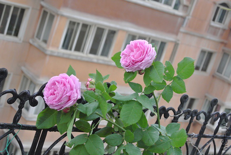 DSC_2410.JPG