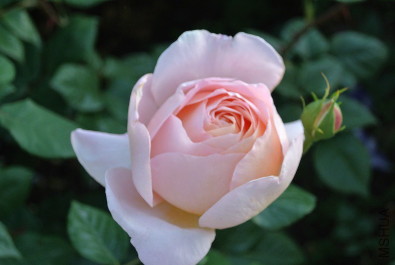 DSC_2448.JPG