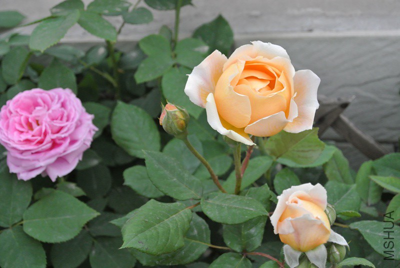 DSC_2418.JPG