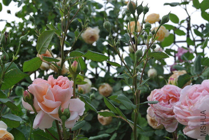 DSC_2515.JPG