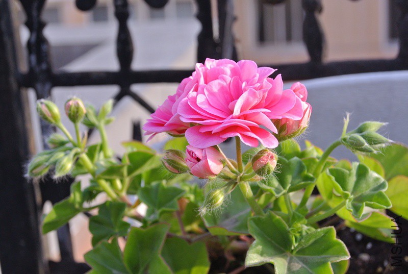 DSC_2457.JPG
