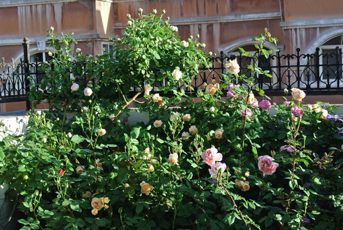 DSC_2470.JPG
