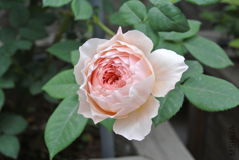 DSC_2483.JPG