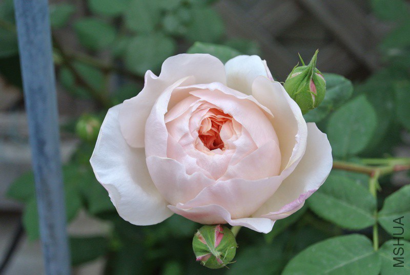 DSC_2485.JPG