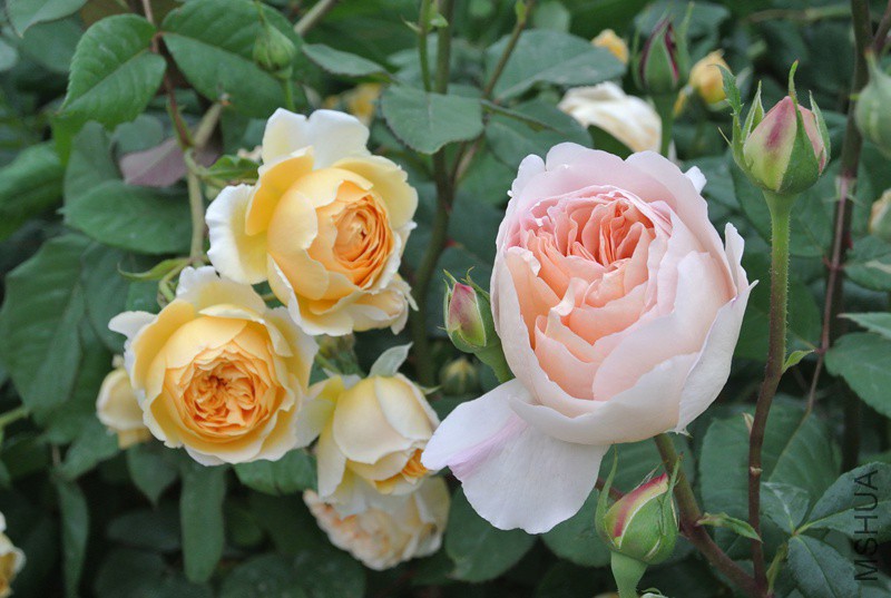 DSC_2488.JPG