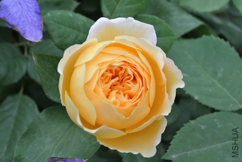 DSC_2490.JPG