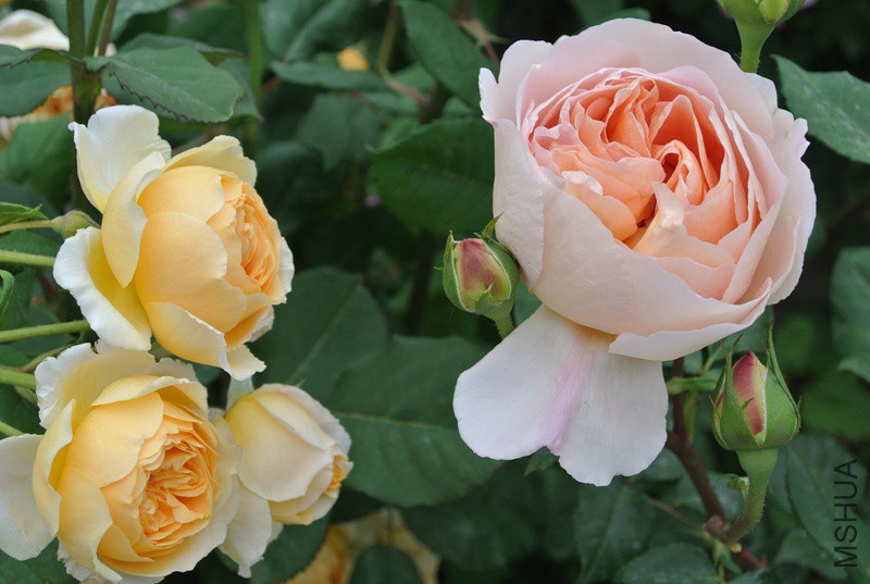 DSC_2497.JPG