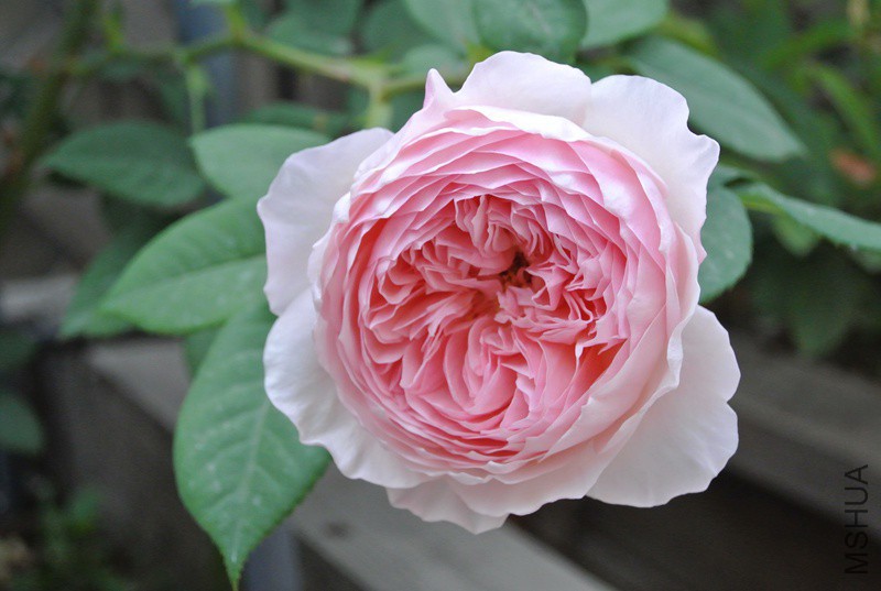 DSC_2506.JPG