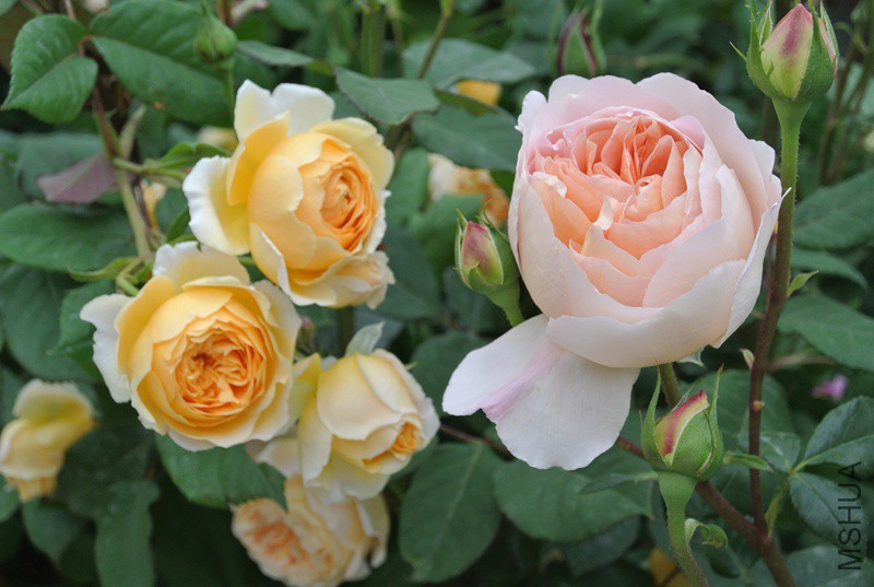 DSC_2498.JPG