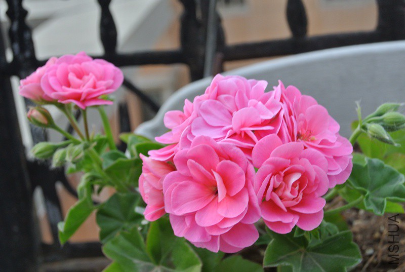DSC_2509.JPG