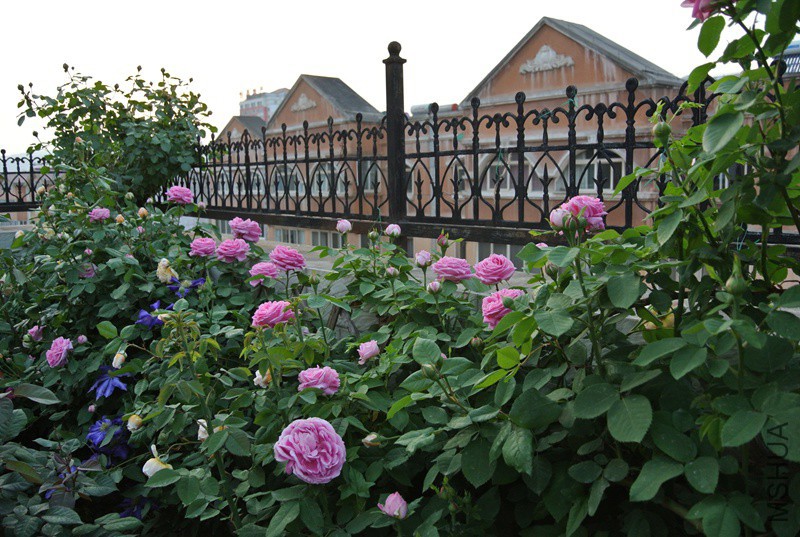 DSC_2335.JPG