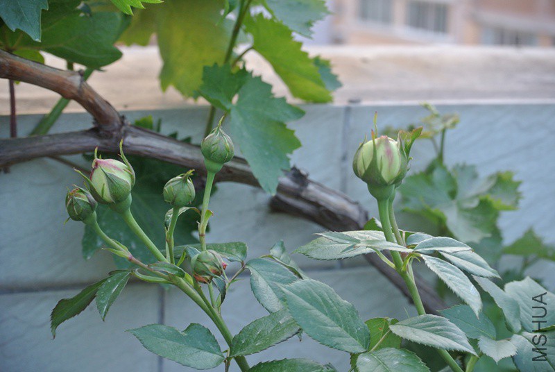DSC_2312.JPG