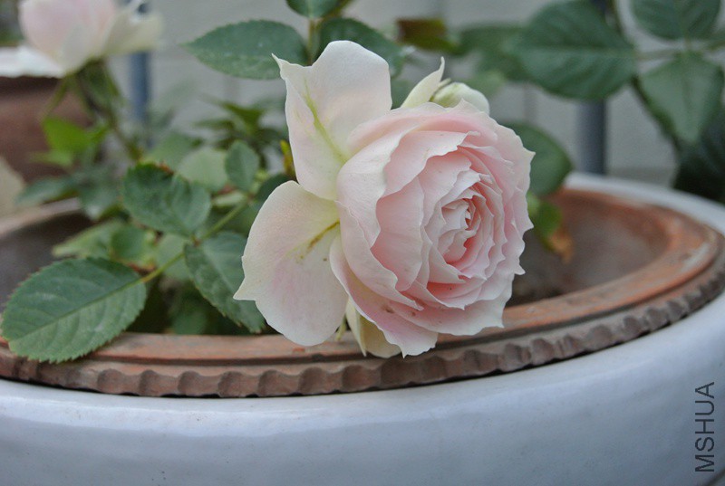 DSC_2315.JPG