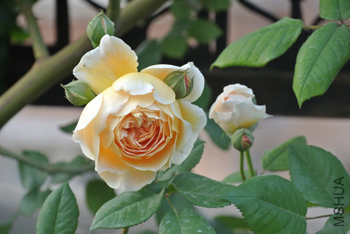 DSC_2308.JPG