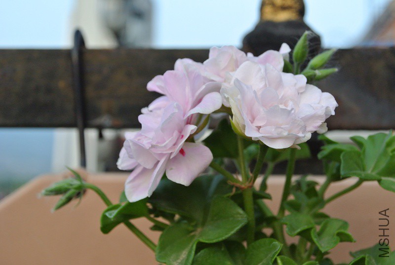 DSC_2328.JPG