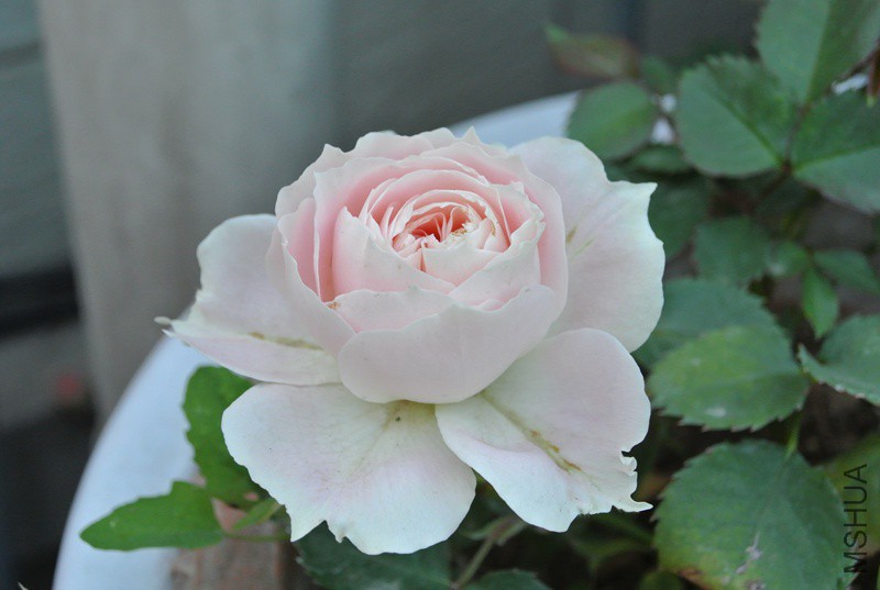 DSC_2332.JPG