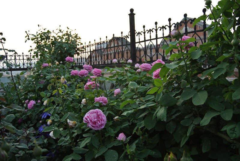 DSC_2334.JPG