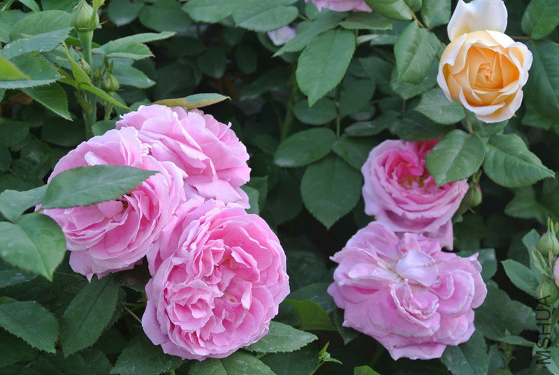DSC_2445.JPG