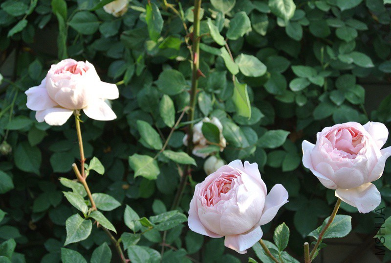 DSC_2602.JPG