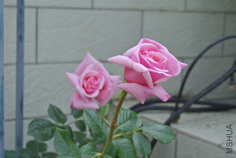 DSC_2529.JPG