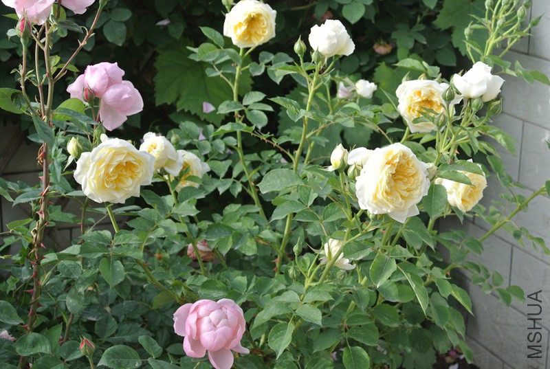 DSC_2522.JPG