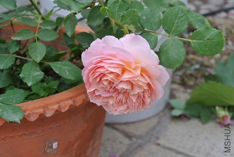 DSC_2521.JPG