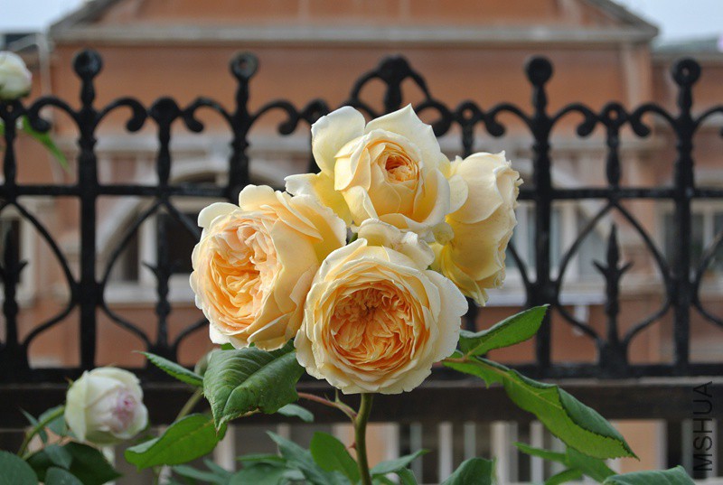 DSC_2531.JPG