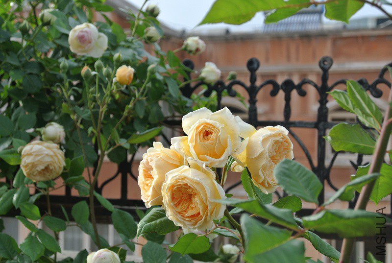 DSC_2532.JPG
