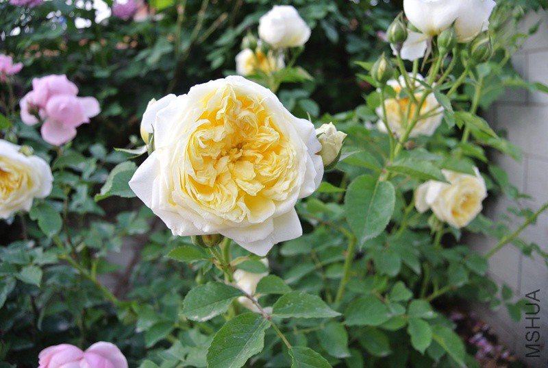 DSC_2538.JPG