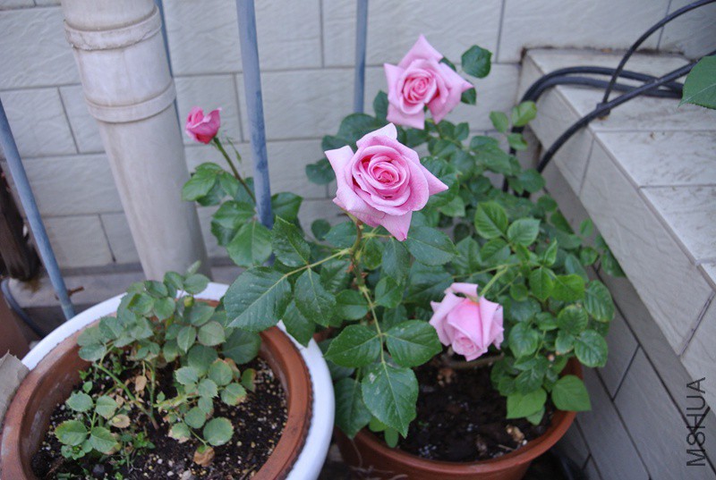 DSC_2539.JPG