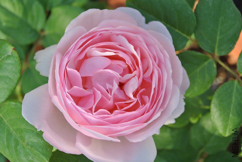 DSC_2589.JPG
