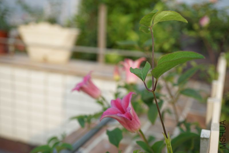 DSC00127.JPG