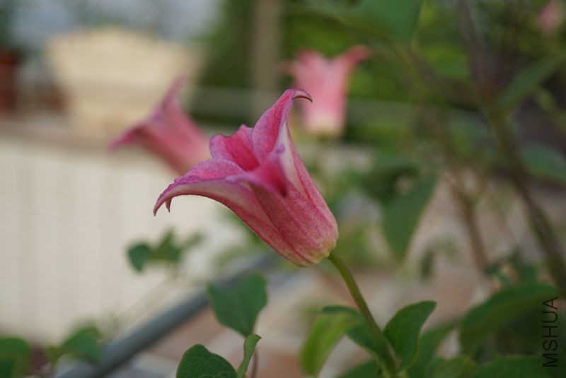 DSC00140.JPG