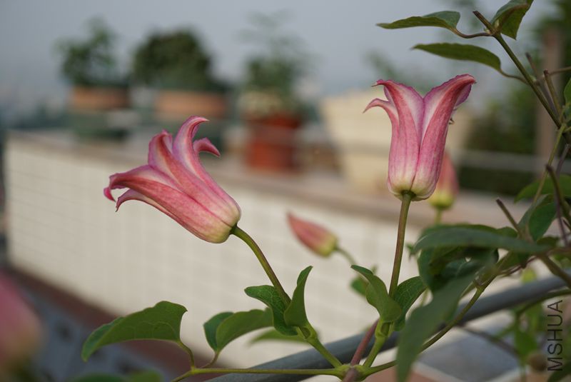 DSC00142.JPG