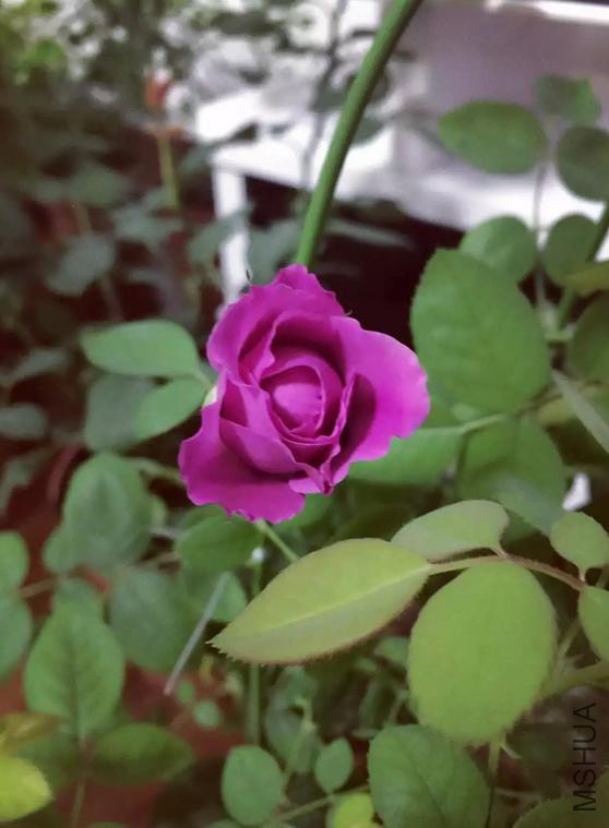QQ�������ͼ_20160614105306_98AA2E7493254508AA5092FFC3E9C019.jpg