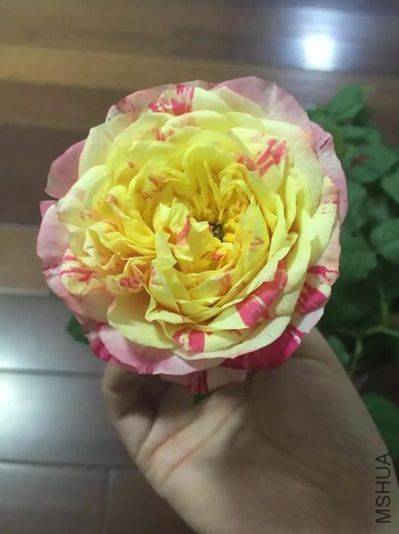 QQ�������ͼ_20160614105320_6417F57B85444f9fAF60B8BCEBE91CB1.jpg