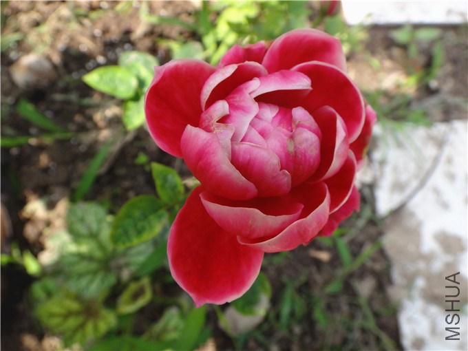 DSC00930_����.jpg