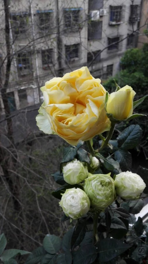 psb (33).jpg