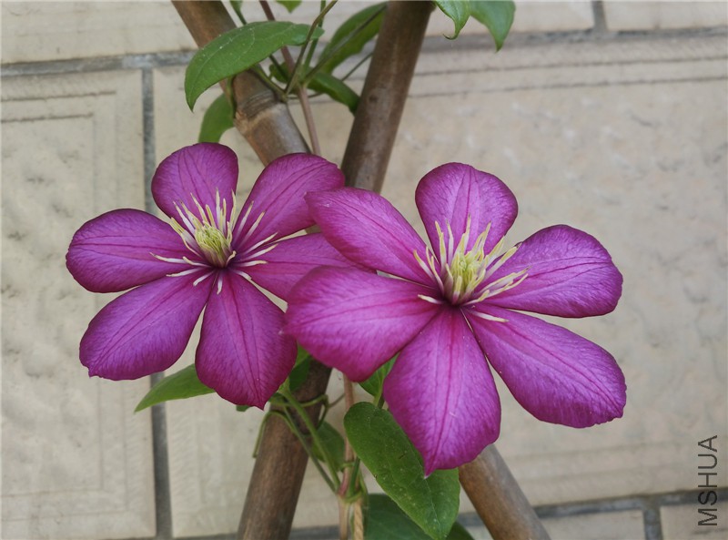 �ﰺ��ׯ1.jpg