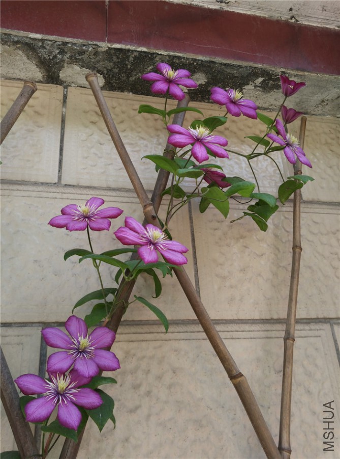 �ﰺ��ׯ2_����.jpg