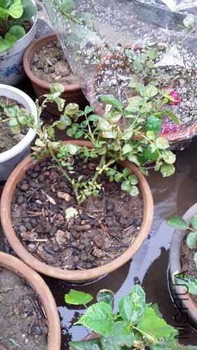 20160615_085659.jpg