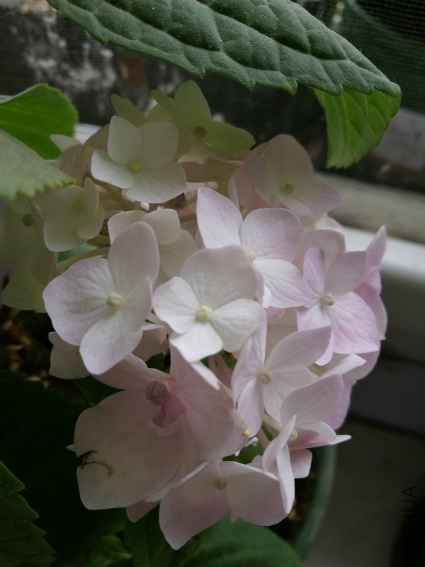 IMG_20160613_091003.jpg