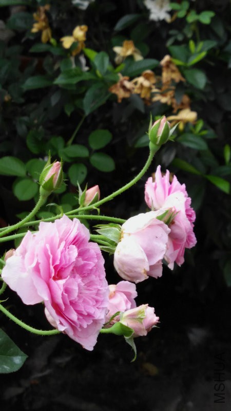 IMG_20160509_075713.jpg