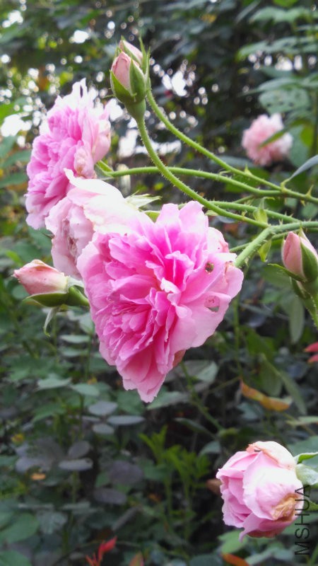 IMG_20160509_075756.jpg