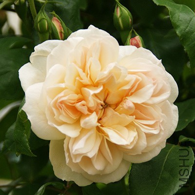 Desprez_a_Fleur_Jaune2.jpg