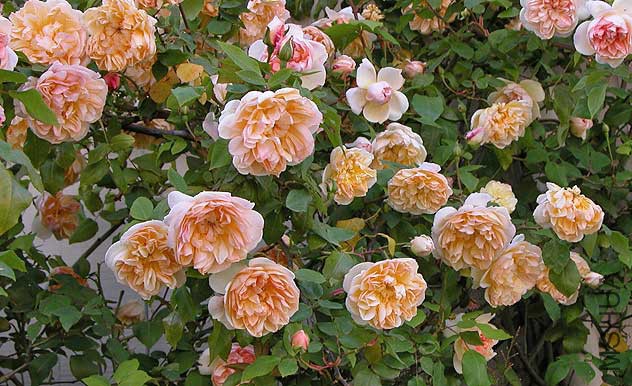 Jaune desperz rose web 2.jpg