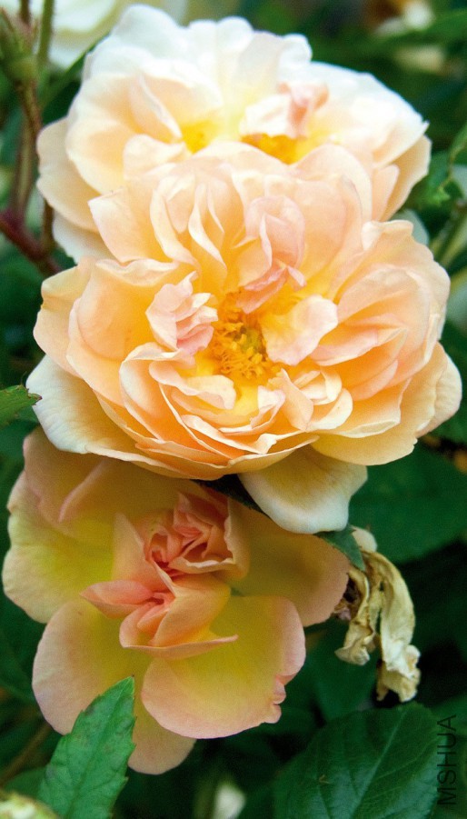 trandafir-catarator-liane-desprez-a-fleur-jaune-2.jpg