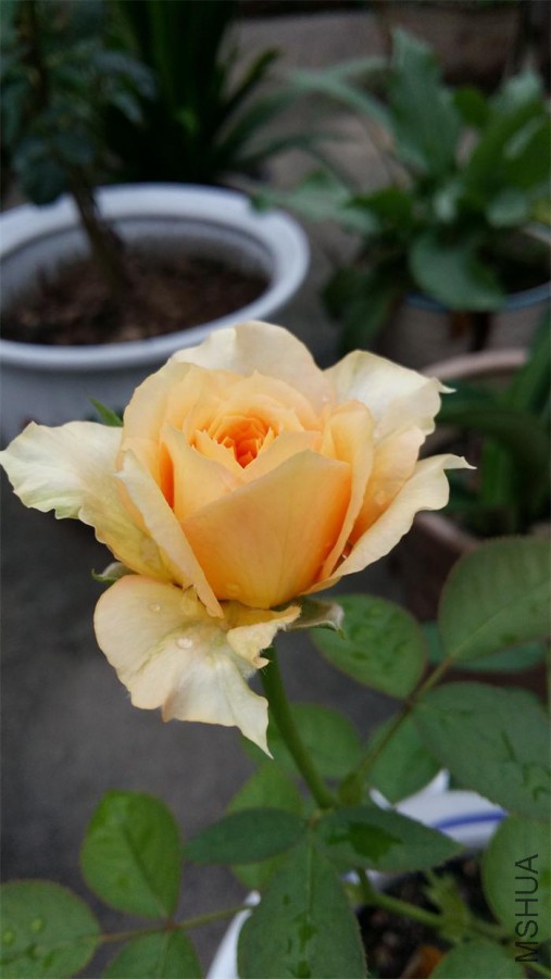 20160616_065811.jpg