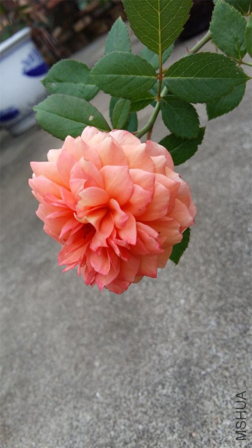 20160616_070049.jpg